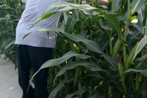 中农大787玉米的简介,株高约为279.34cm