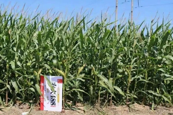 中农大787玉米的简介,株高约为279.34cm