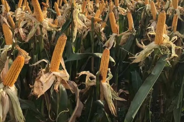 中农大787玉米的简介,株高约为279.34cm