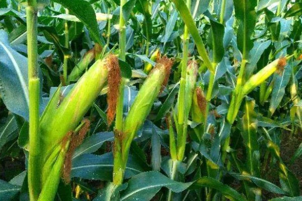 中农大787玉米的简介,株高约为279.34cm