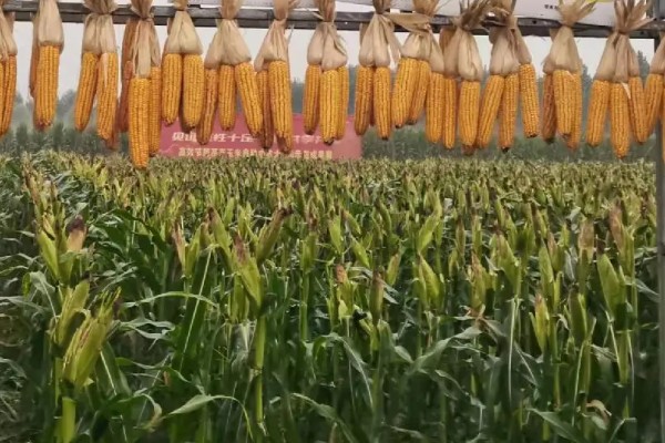 中农大787玉米的简介,株高约为279.34cm