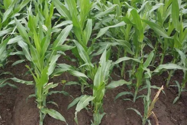 中农大787玉米的简介,株高约为279.34cm