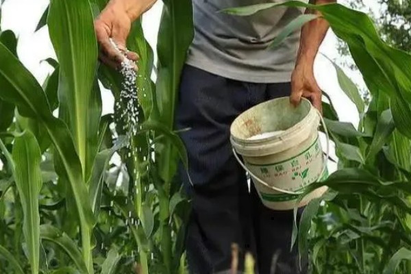 中农大787玉米的简介,株高约为279.34cm