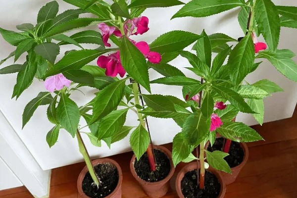 凤仙花掉花苞是什么原因，可能是光照不足所致