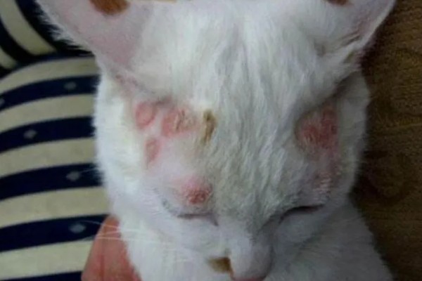 猫身上有螨虫怎么办,隔离消毒后对它喷涂除螨喷剂