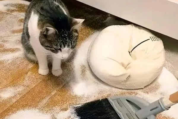 猫身上有螨虫怎么办,隔离消毒后对它喷涂除螨喷剂