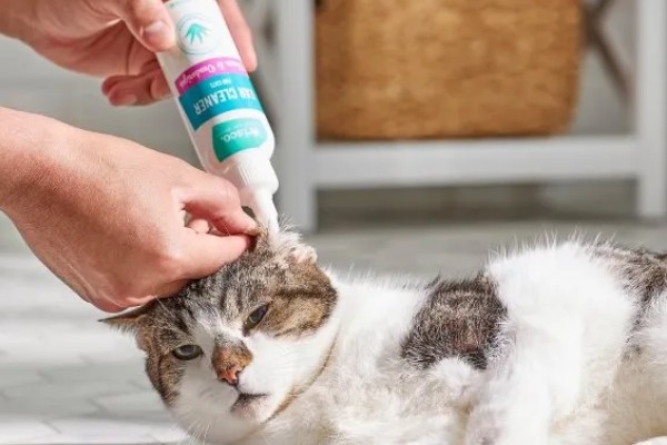 猫身上有螨虫怎么办,隔离消毒后对它喷涂除螨喷剂