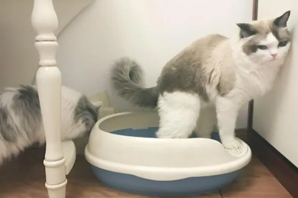 猫身上有螨虫怎么办,隔离消毒后对它喷涂除螨喷剂