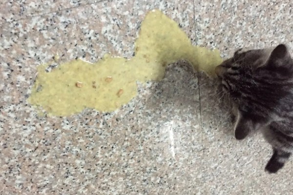 猫身上有螨虫怎么办,隔离消毒后对它喷涂除螨喷剂