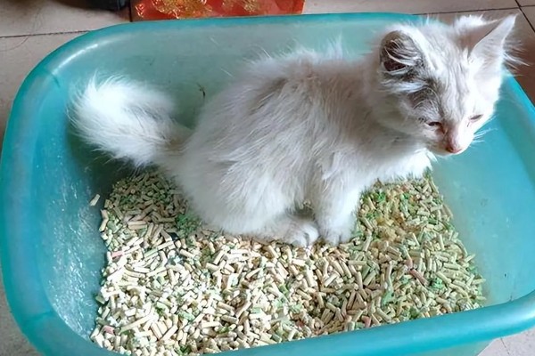 猫身上有螨虫怎么办,隔离消毒后对它喷涂除螨喷剂