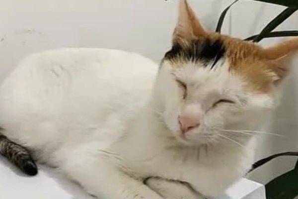 猫身上有螨虫怎么办,隔离消毒后对它喷涂除螨喷剂