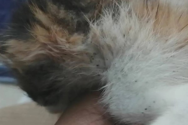 猫身上有螨虫怎么办,隔离消毒后对它喷涂除螨喷剂