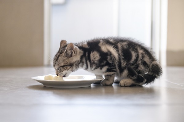 猫身上有螨虫怎么办,隔离消毒后对它喷涂除螨喷剂