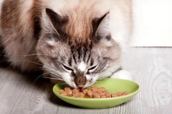 猫身上有螨虫怎么办,隔离消毒后对它喷涂除螨喷剂