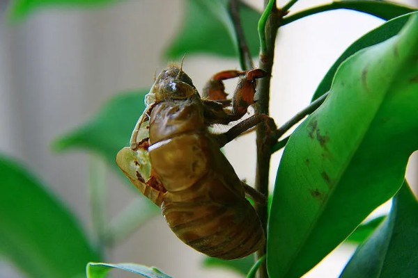 为什么知了猴一般在地下,因为它的卵都在地下