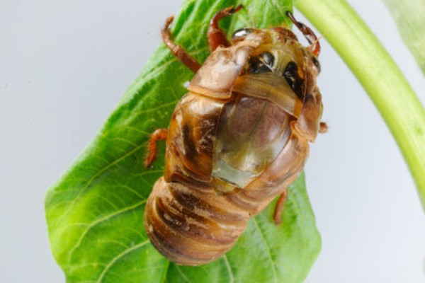 为什么知了猴一般在地下,因为它的卵都在地下