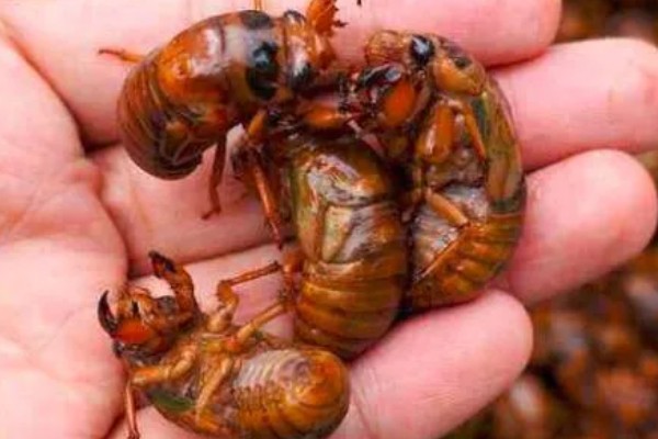 为什么知了猴一般在地下,因为它的卵都在地下