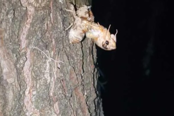 为什么知了猴一般在地下,因为它的卵都在地下