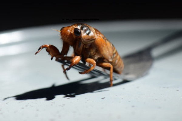 为什么知了猴一般在地下,因为它的卵都在地下