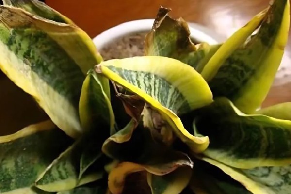 虎皮兰叶子腐烂的原因，可能是浇水过多所致