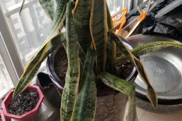 虎皮兰叶子腐烂的原因，可能是浇水过多所致