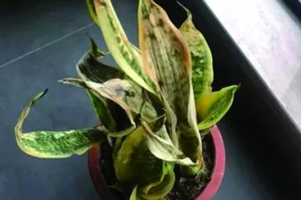 虎皮兰叶子腐烂的原因，可能是浇水过多所致