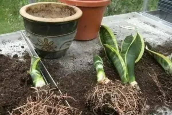 虎皮兰叶子腐烂的原因，可能是浇水过多所致