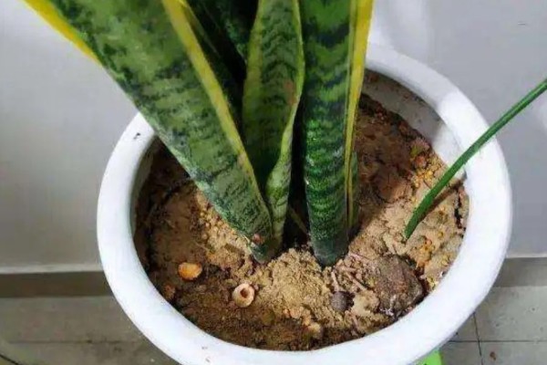 虎皮兰叶子腐烂的原因，可能是浇水过多所致