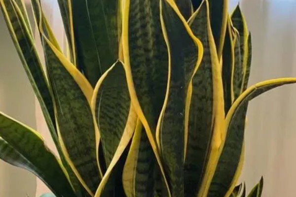 虎皮兰叶子腐烂的原因，可能是浇水过多所致