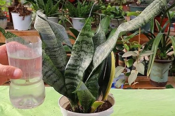 虎皮兰叶子腐烂的原因，可能是浇水过多所致