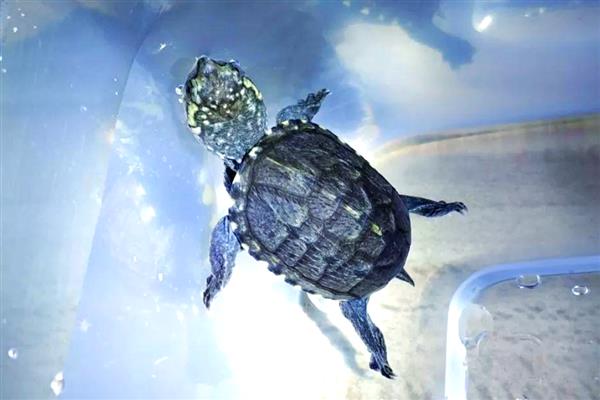 蛋龟的品种,分为麝香龟属、匣子龟属、动胸龟属