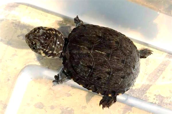 蛋龟的品种,分为麝香龟属、匣子龟属、动胸龟属