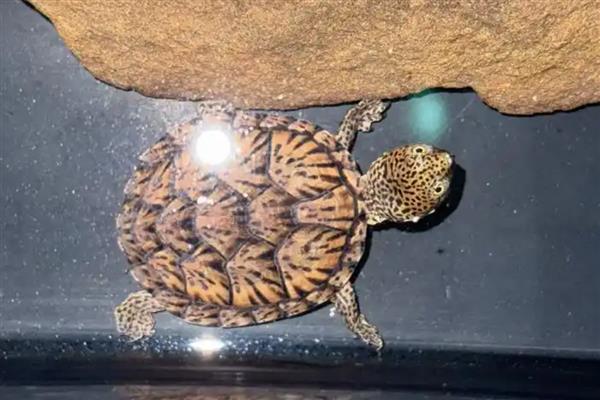 蛋龟的品种,分为麝香龟属、匣子龟属、动胸龟属