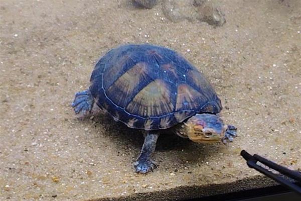 蛋龟的品种,分为麝香龟属、匣子龟属、动胸龟属