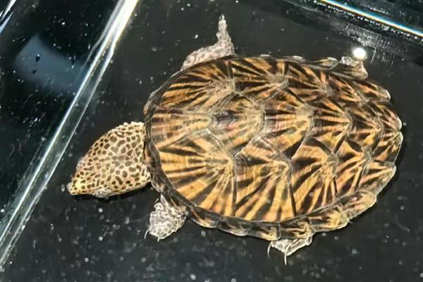 蛋龟的品种,分为麝香龟属、匣子龟属、动胸龟属