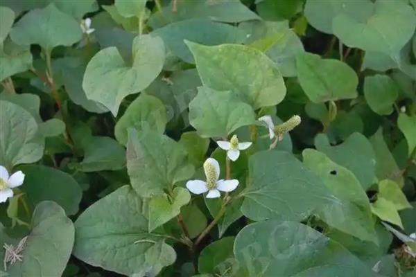 鱼腥草是折耳根吗，鱼腥草是折耳根