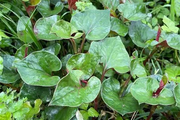 鱼腥草是折耳根吗，鱼腥草是折耳根