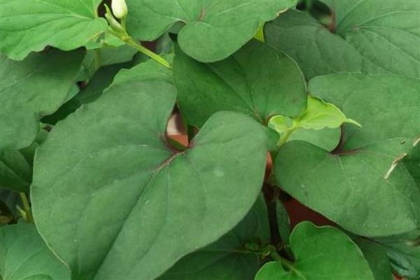 鱼腥草是折耳根吗，鱼腥草是折耳根