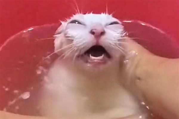 猫得了猫藓怎么办，每天要多次使用抗癣软膏