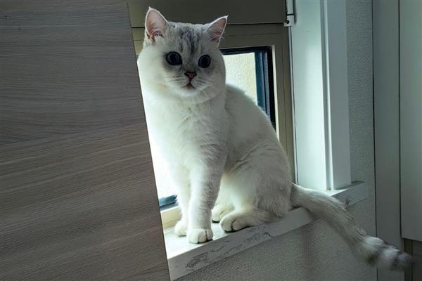 猫得了猫藓怎么办，每天要多次使用抗癣软膏