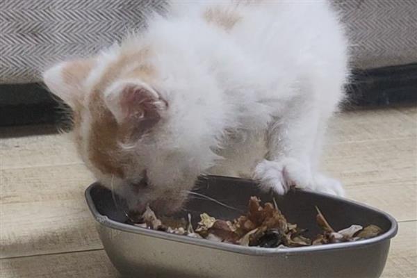 猫得了猫藓怎么办，每天要多次使用抗癣软膏