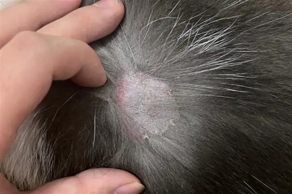 猫得了猫藓怎么办，每天要多次使用抗癣软膏