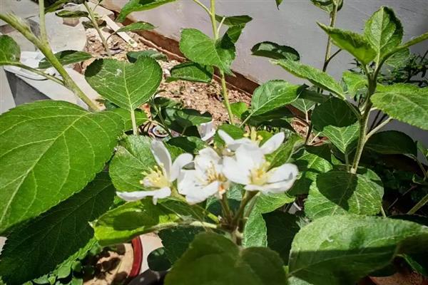 为什么苹果树不开花,可能是养分不足所致