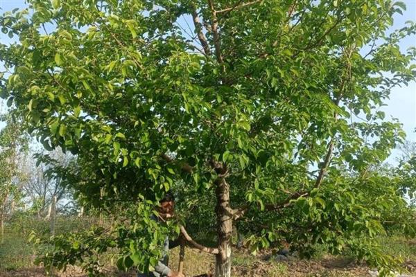 为什么苹果树不开花,可能是养分不足所致