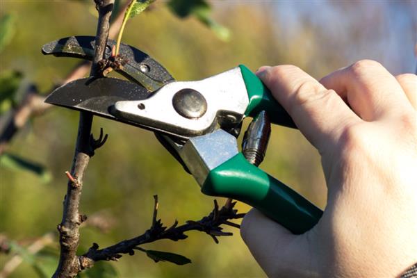 为什么苹果树不开花,可能是养分不足所致