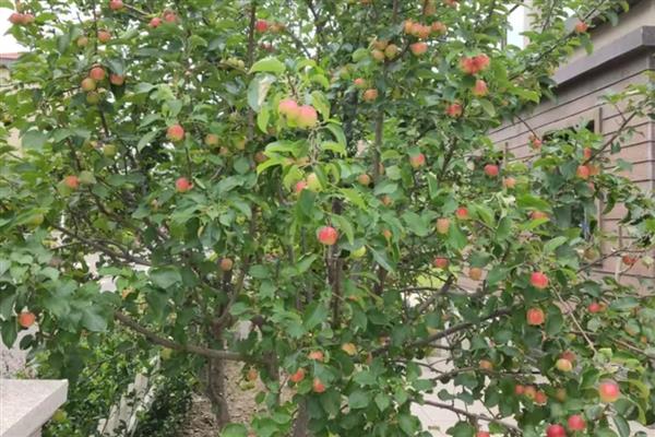 为什么苹果树不开花,可能是养分不足所致