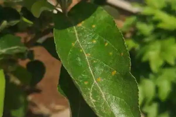 为什么苹果树不开花,可能是养分不足所致