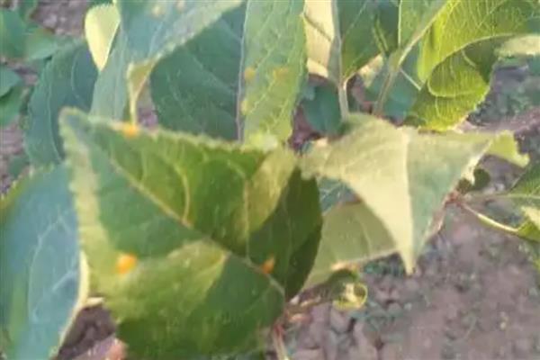 为什么苹果树不开花,可能是养分不足所致