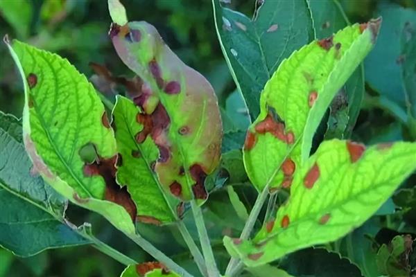 为什么苹果树不开花,可能是养分不足所致