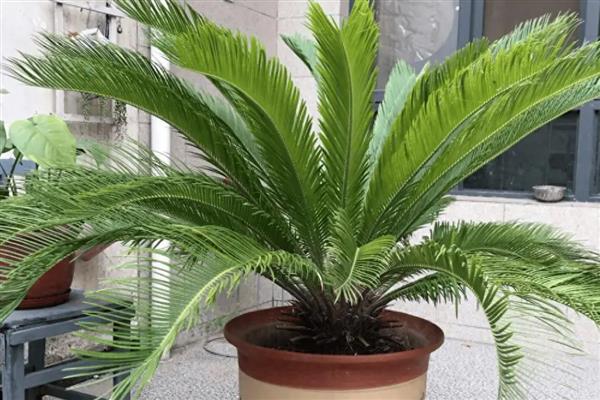 铁树的耐寒温度，可以忍耐-5℃的低温